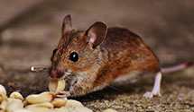 24 Hour & Emergency Exterminators in Eckman, ND